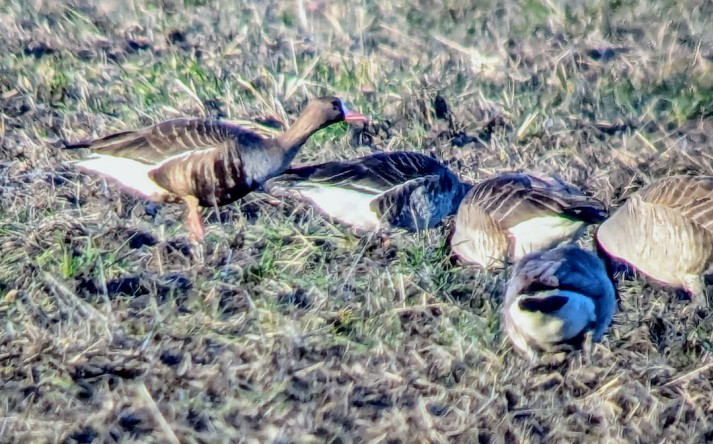 Greater White-fronted Goose - ML615287342