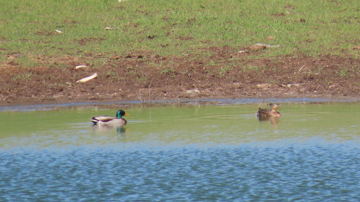 Mallard - Petra Clayton