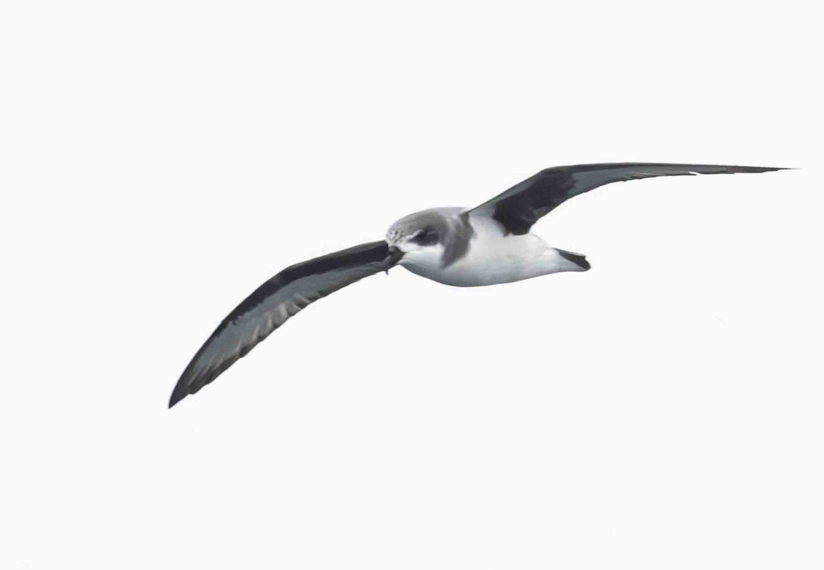 Chatham Islands Petrel - ML615287402