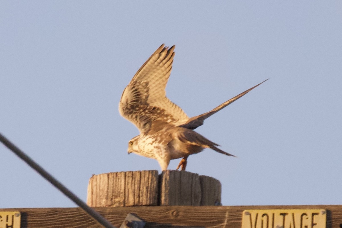 Prairie Falcon - ML615287422