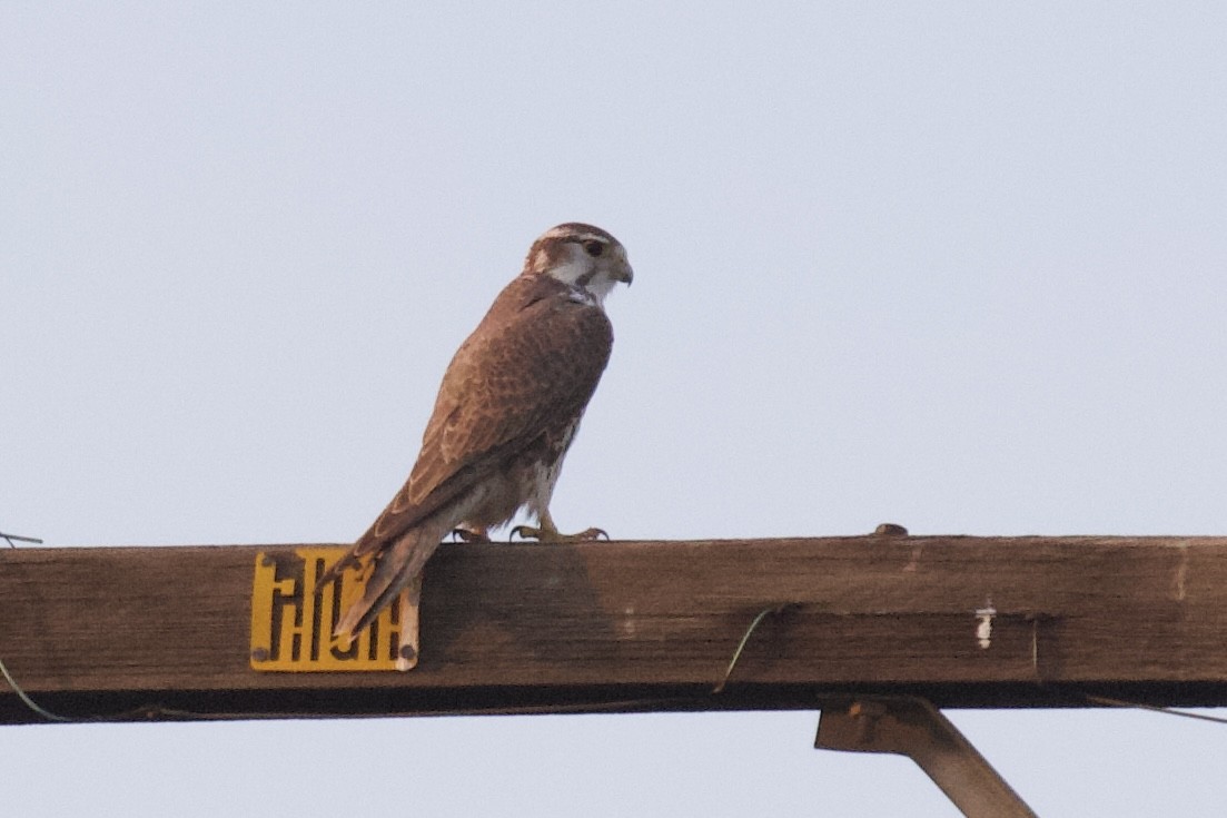 Prairie Falcon - ML615287423