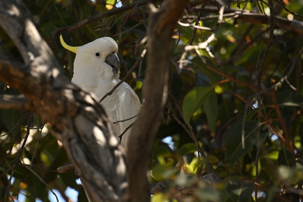 Sulphur-crested Cockatoo - ML615287428