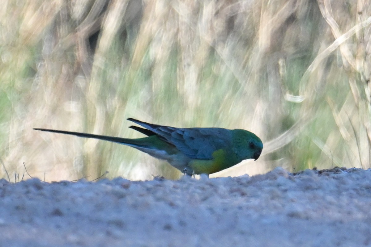 Red-rumped Parrot - ML615287435