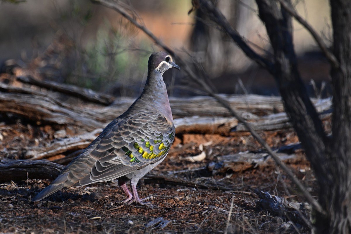 Common Bronzewing - ML615287445