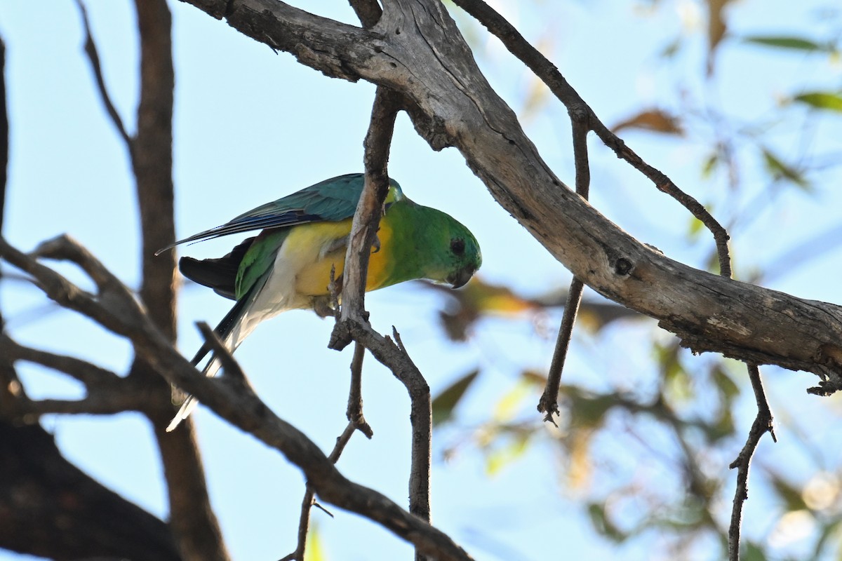 Red-rumped Parrot - ML615287457