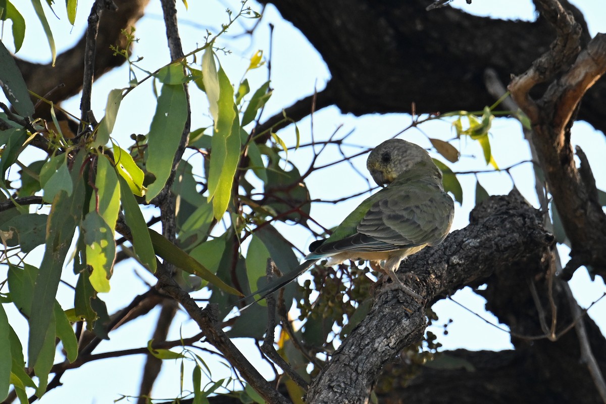 Red-rumped Parrot - ML615287458