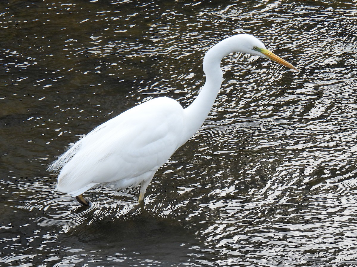 Great Egret - ML615287484