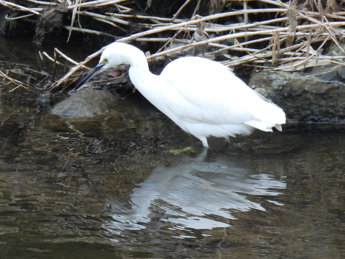 Little Egret - ML615287485