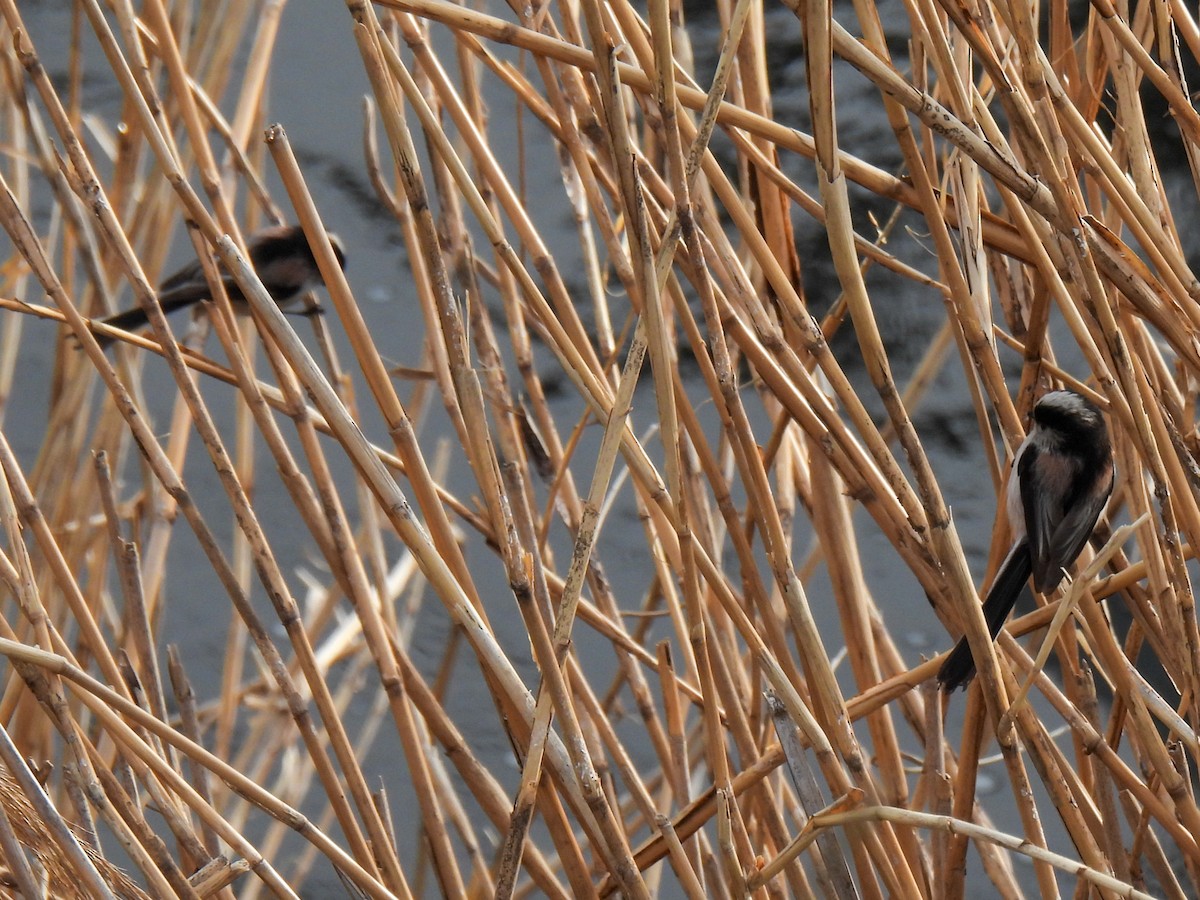 Long-tailed Tit - ML615287486