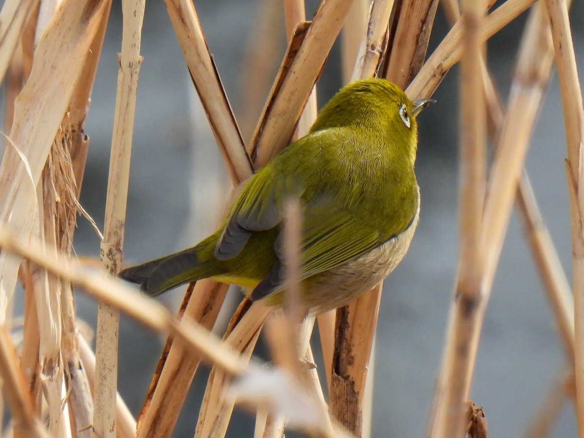 Warbling White-eye - ML615287488