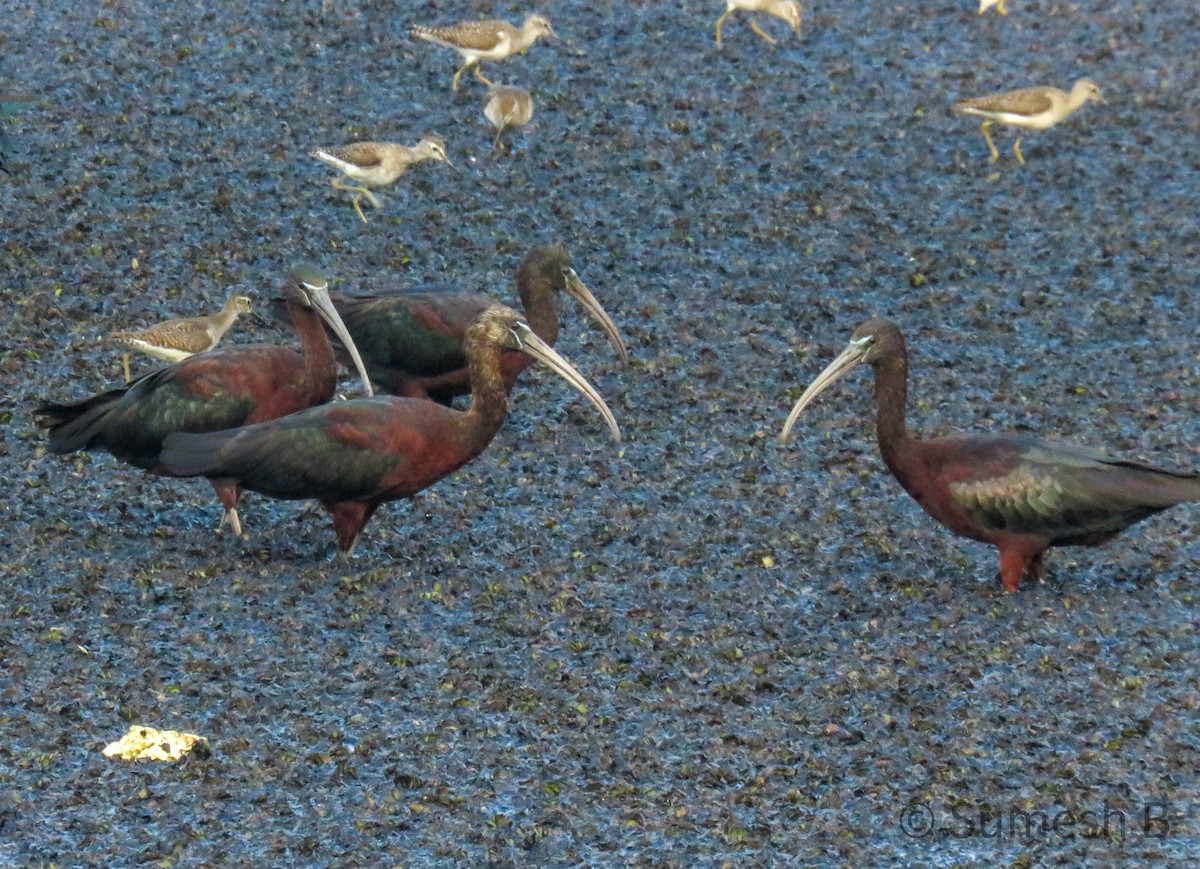 ibis hnědý - ML615287564