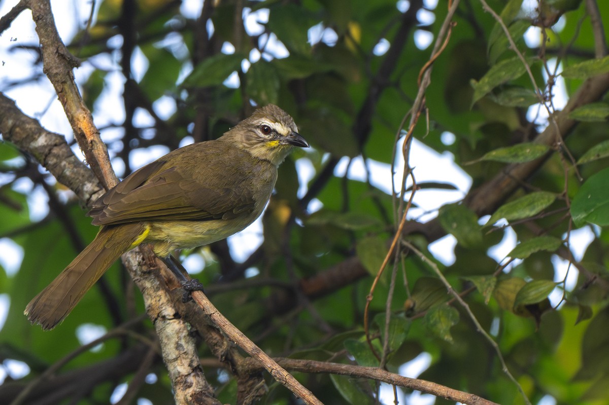 Bulbul à sourcils blancs - ML615287567