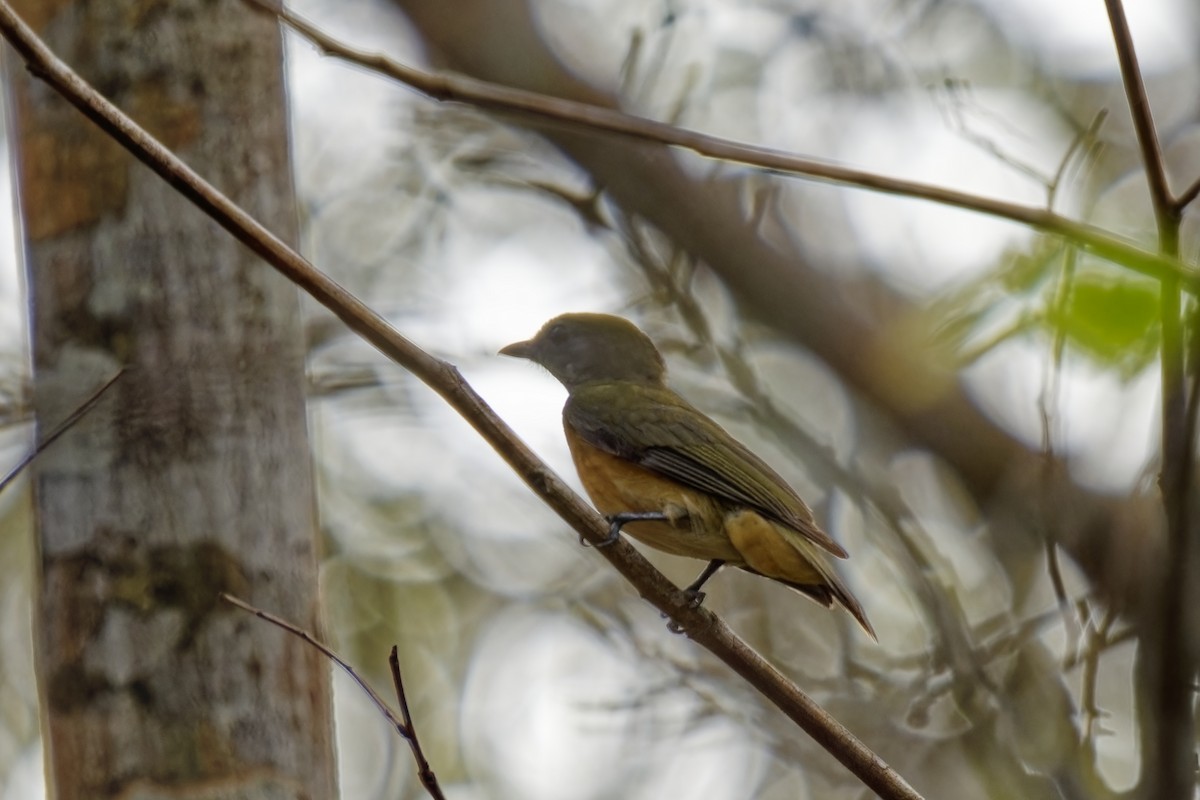 Yellow-crowned Manakin - ML615287593