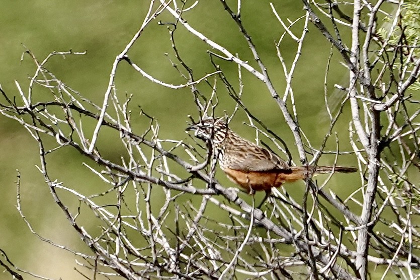 Achétopse à flancs roux - ML615287594