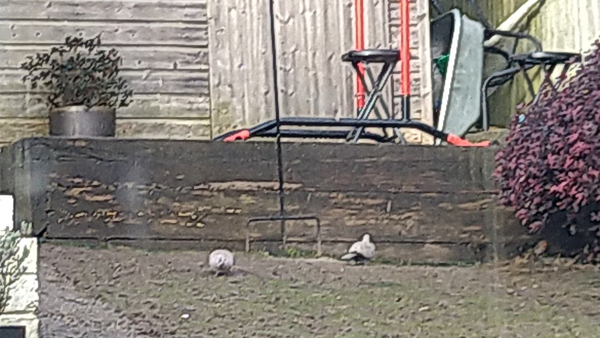 Eurasian Collared-Dove - ML615287596