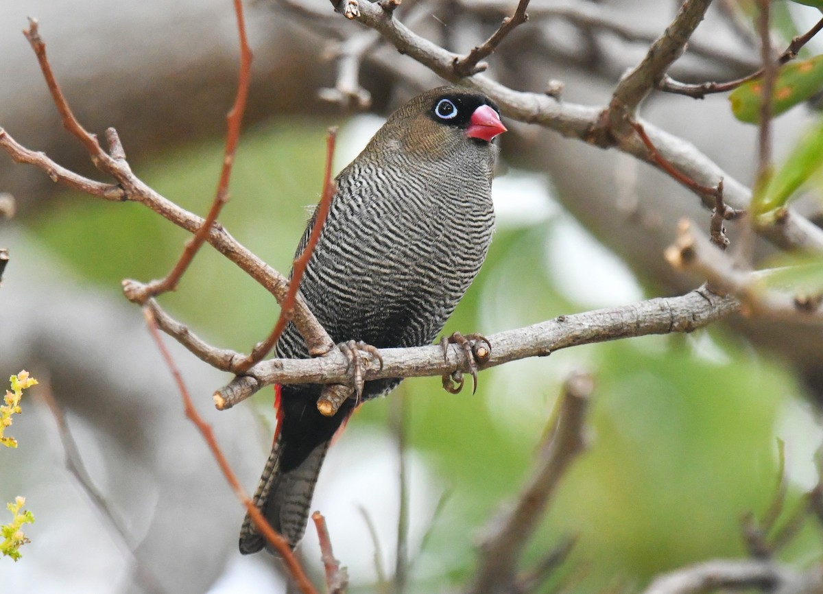 Beautiful Firetail - Ron Sawyer