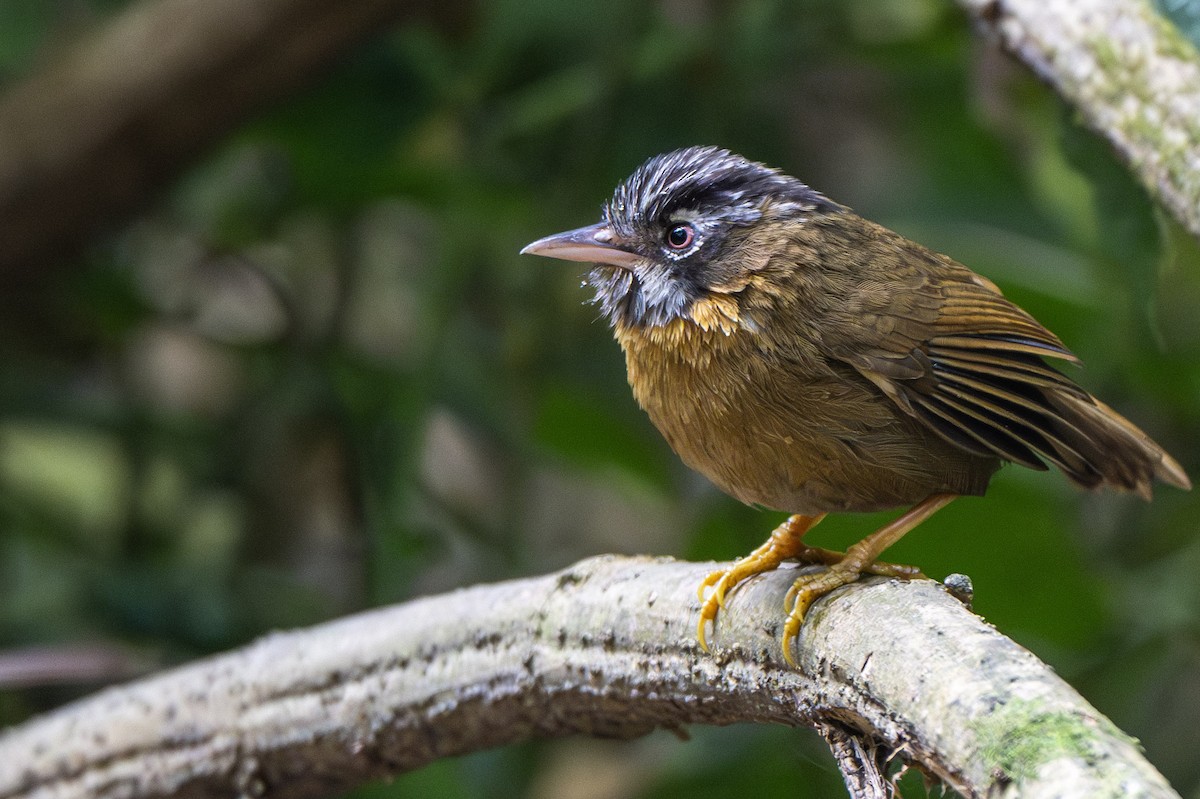 Gray-throated Babbler - ML615287621