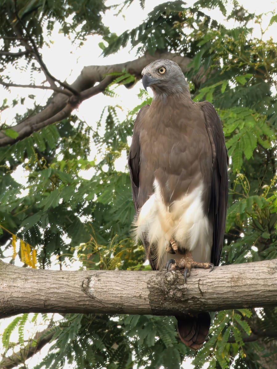 Gray-headed Fish-Eagle - ML615287657