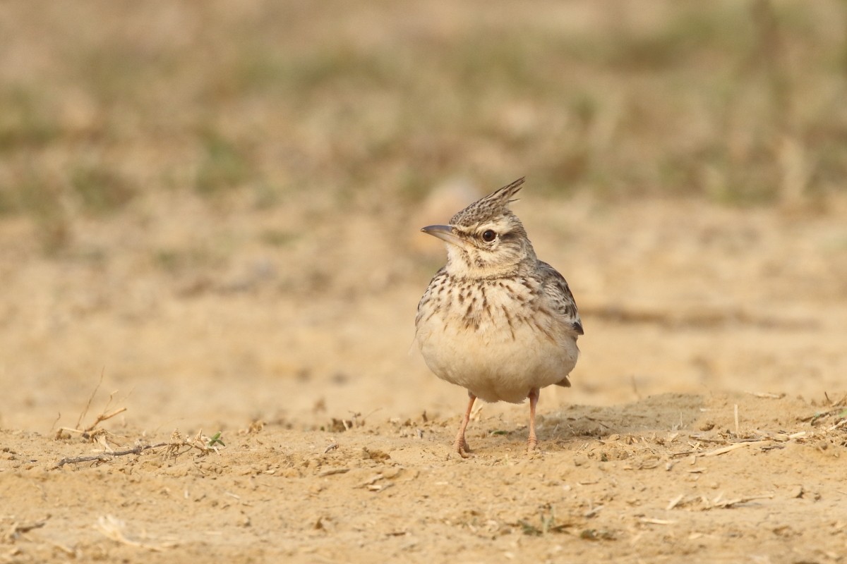 Crested Lark - Amit Gupta