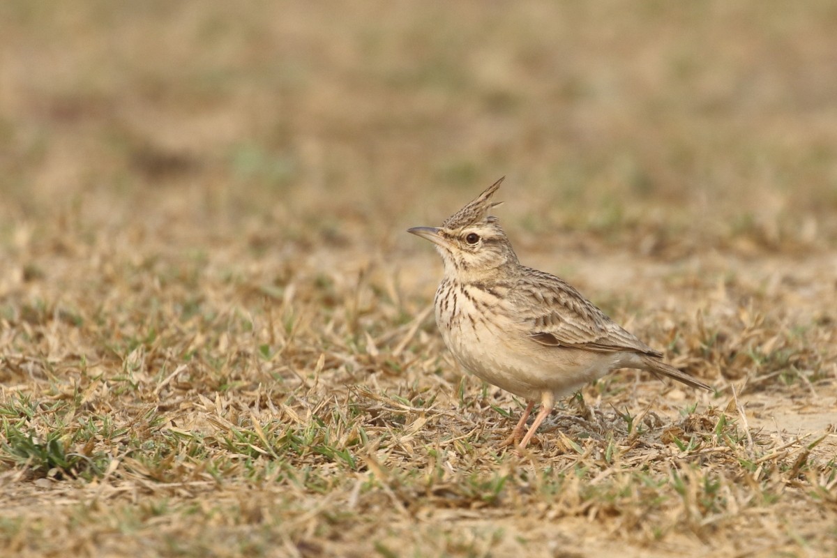 Crested Lark - Amit Gupta