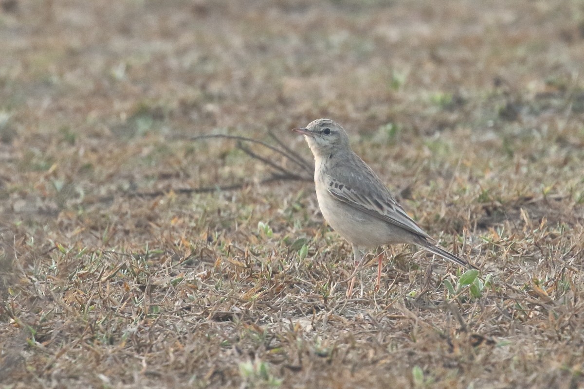 Paddyfield Pipit - Amit Gupta