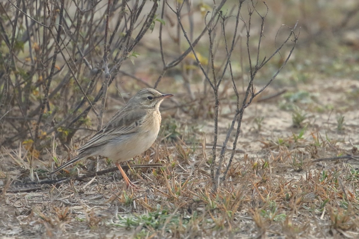 Paddyfield Pipit - Amit Gupta