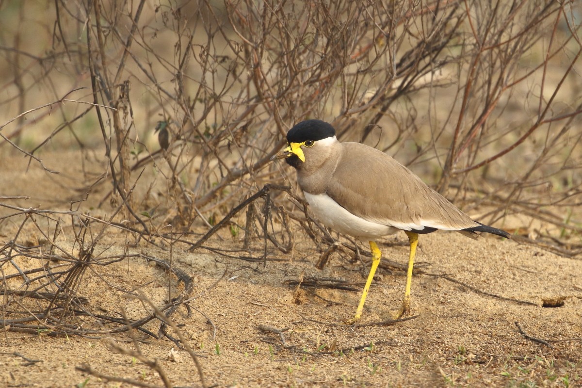 Yellow-wattled Lapwing - ML615287714