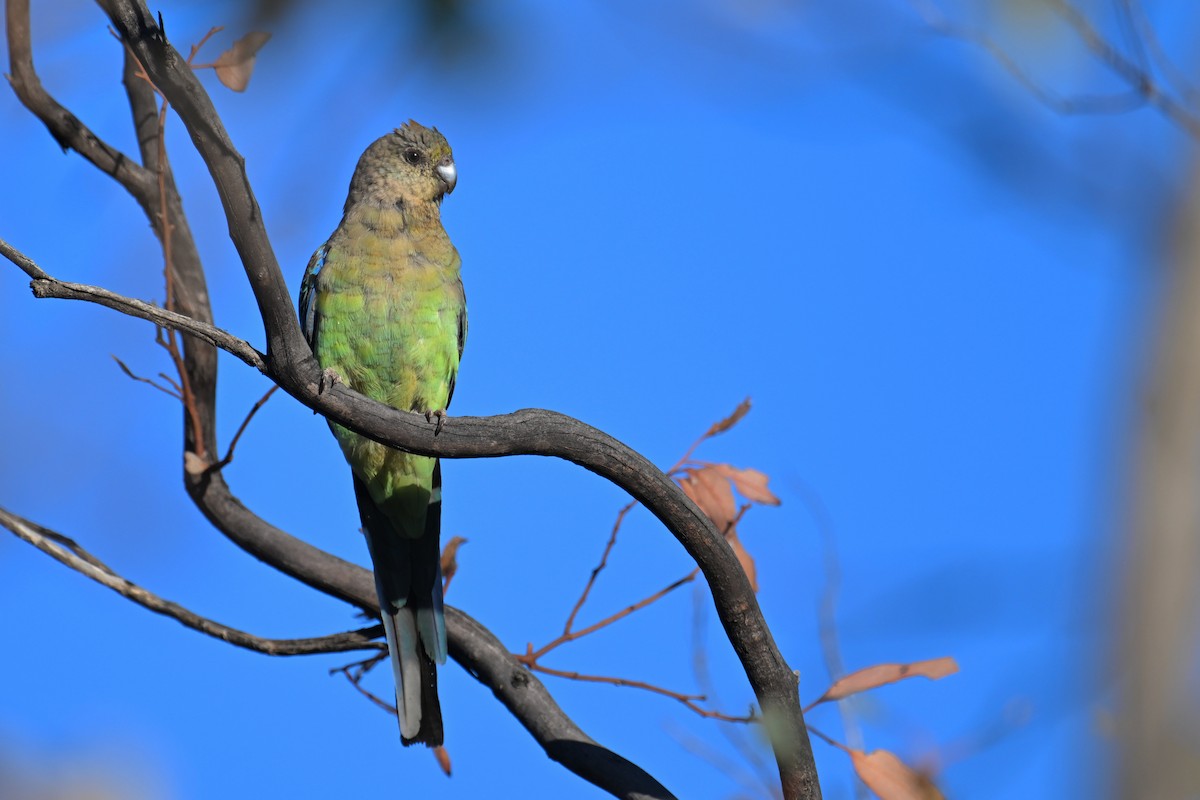 Red-rumped Parrot - ML615287725