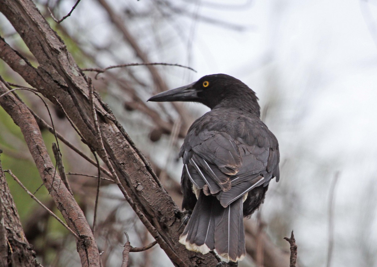 Gray Currawong - ML615287736