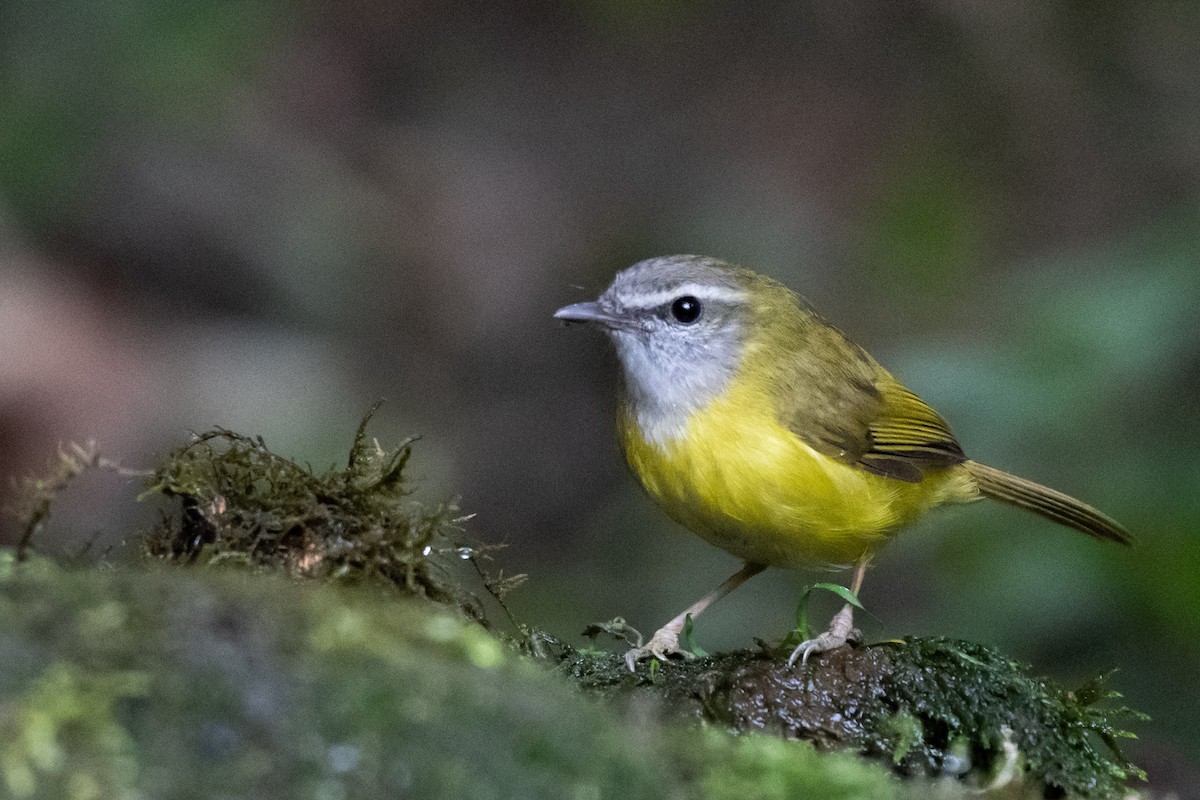 Yellow-bellied Warbler - ML615287750