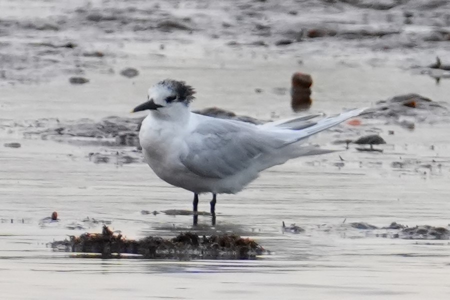 Sandwich Tern - Anonymous