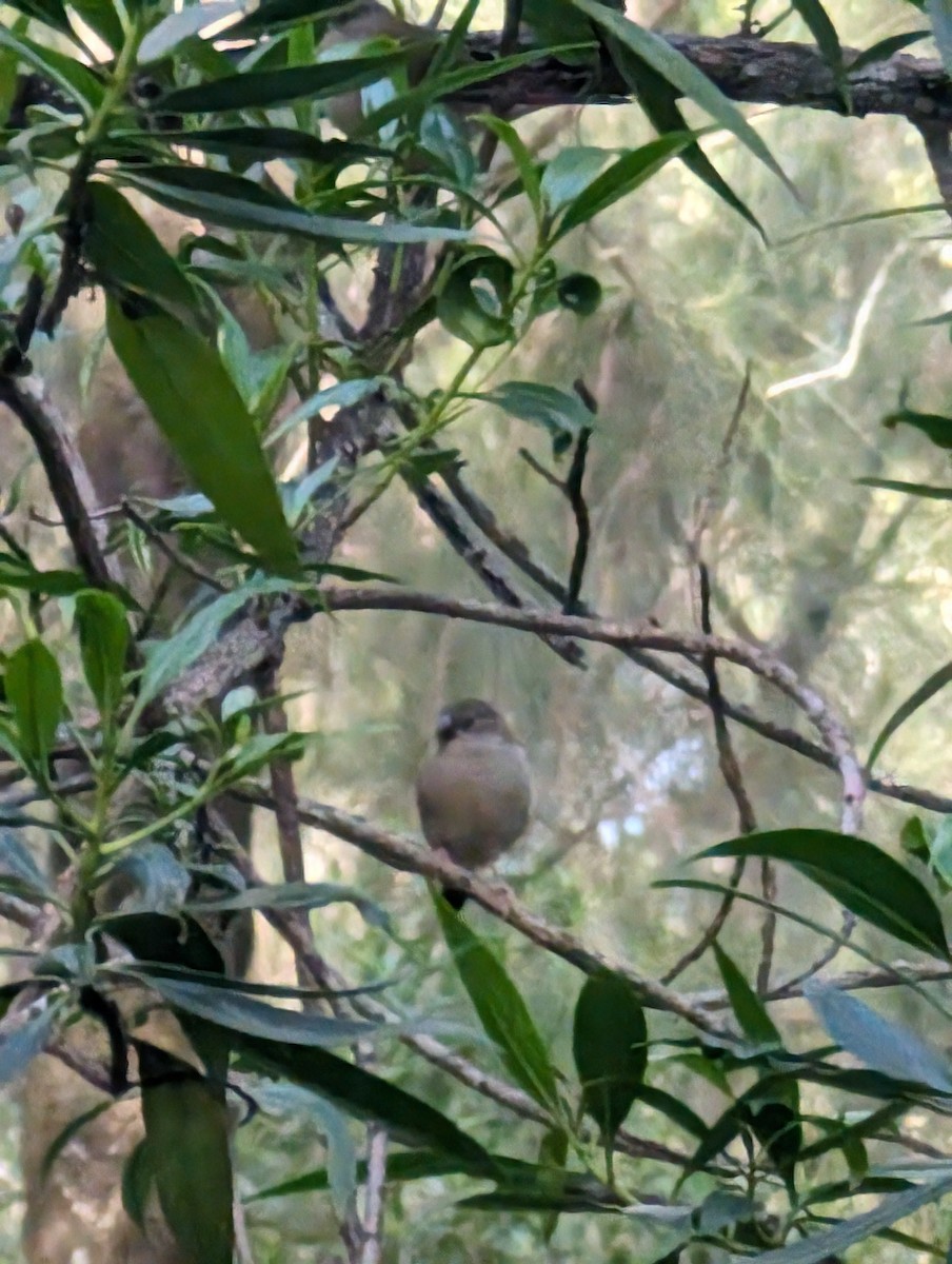 Red-browed Firetail - Ben Maslen