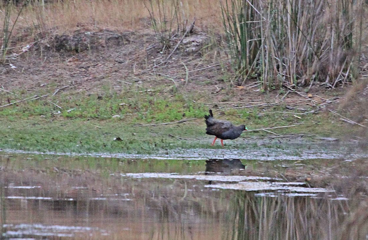 Rotfuß-Teichhuhn - ML615287774