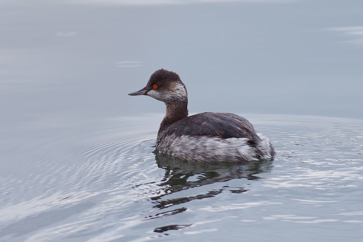 Eared Grebe - ML615287788