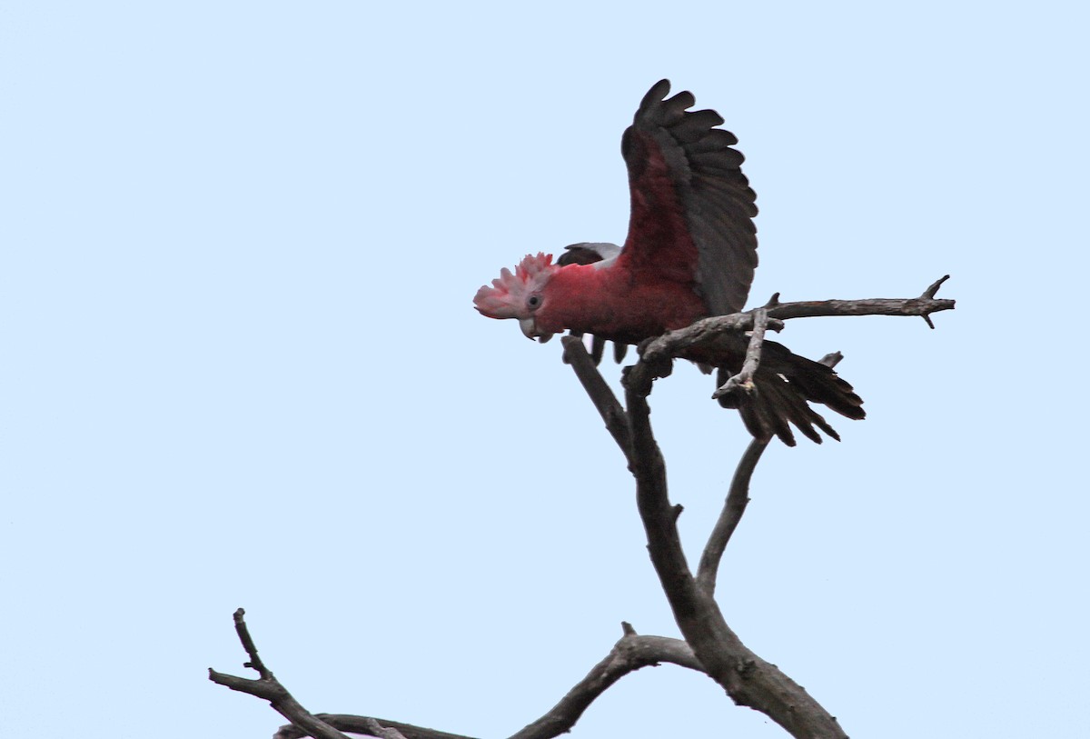kakadu růžový - ML615287789