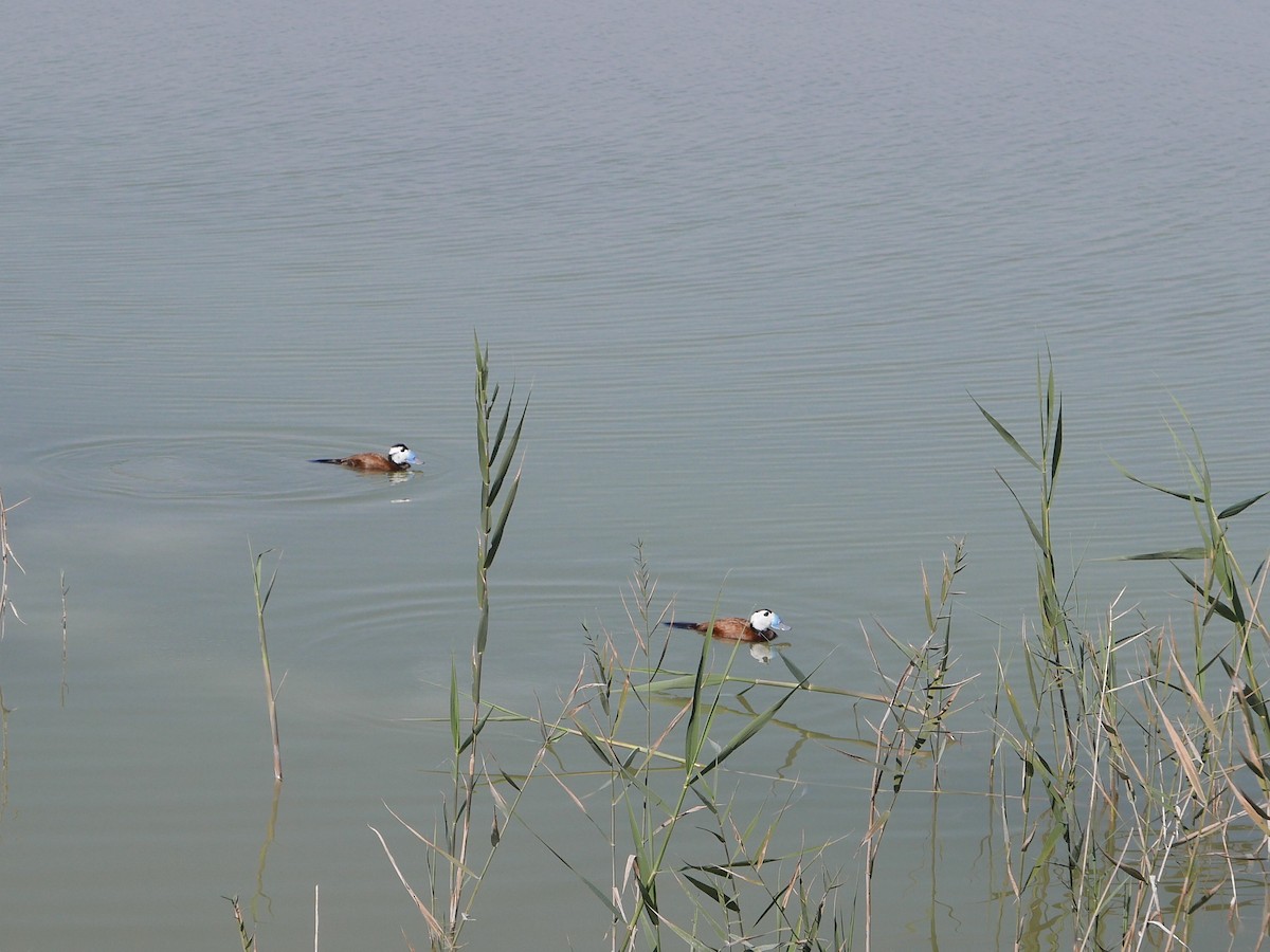 Ямаан сүүлт нугас - ML615287819