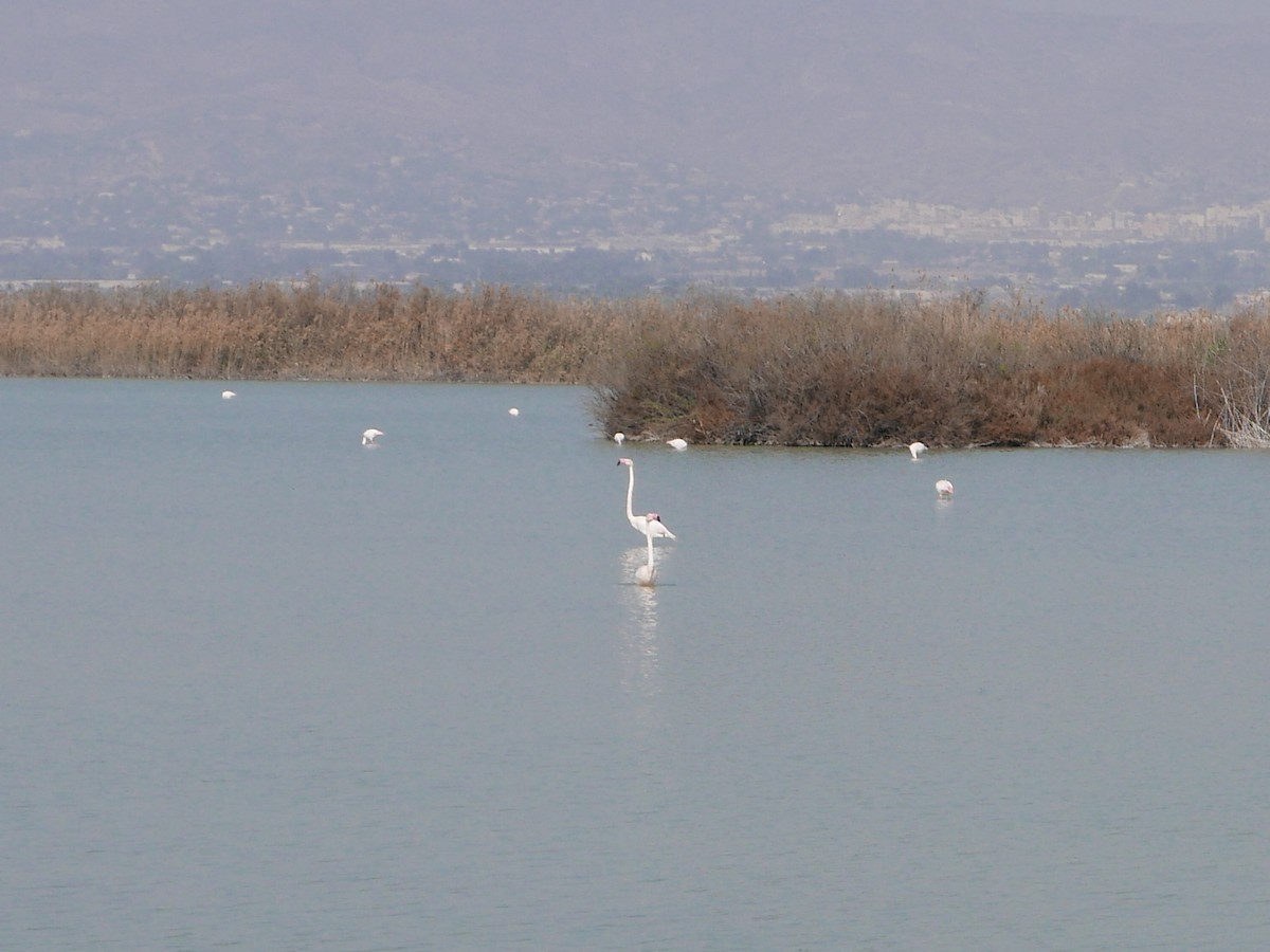 Ягаан нал - ML615287820