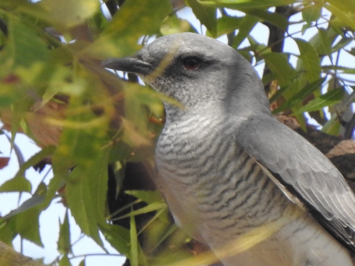 Large Cuckooshrike - ML615287847