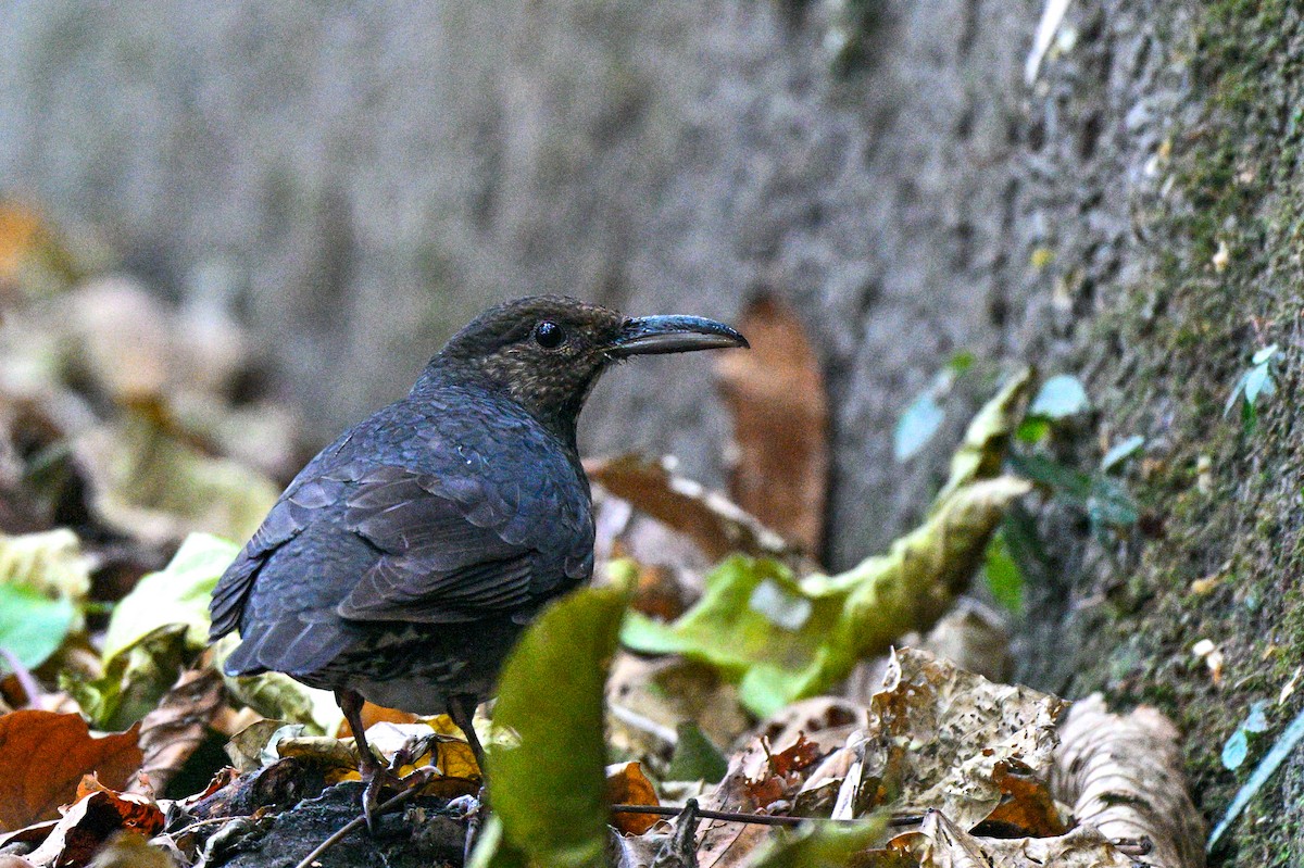 Long-billed Thrush - ML615287854