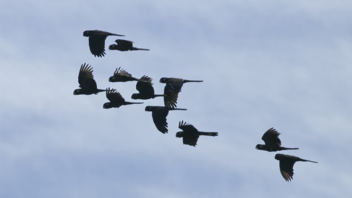 Carnaby's Black-Cockatoo - ML615287872