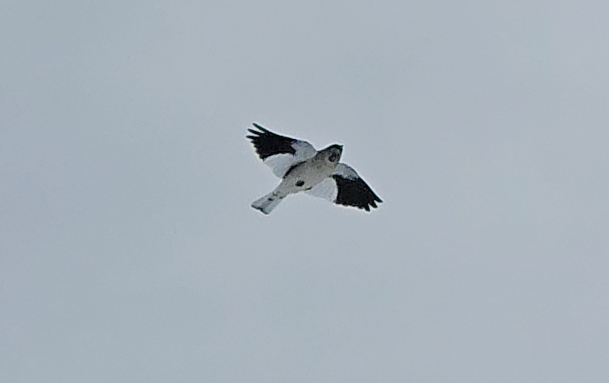 White-winged Snowfinch - ML615287904