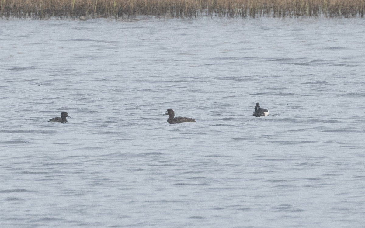 Greater Scaup - ML615287914