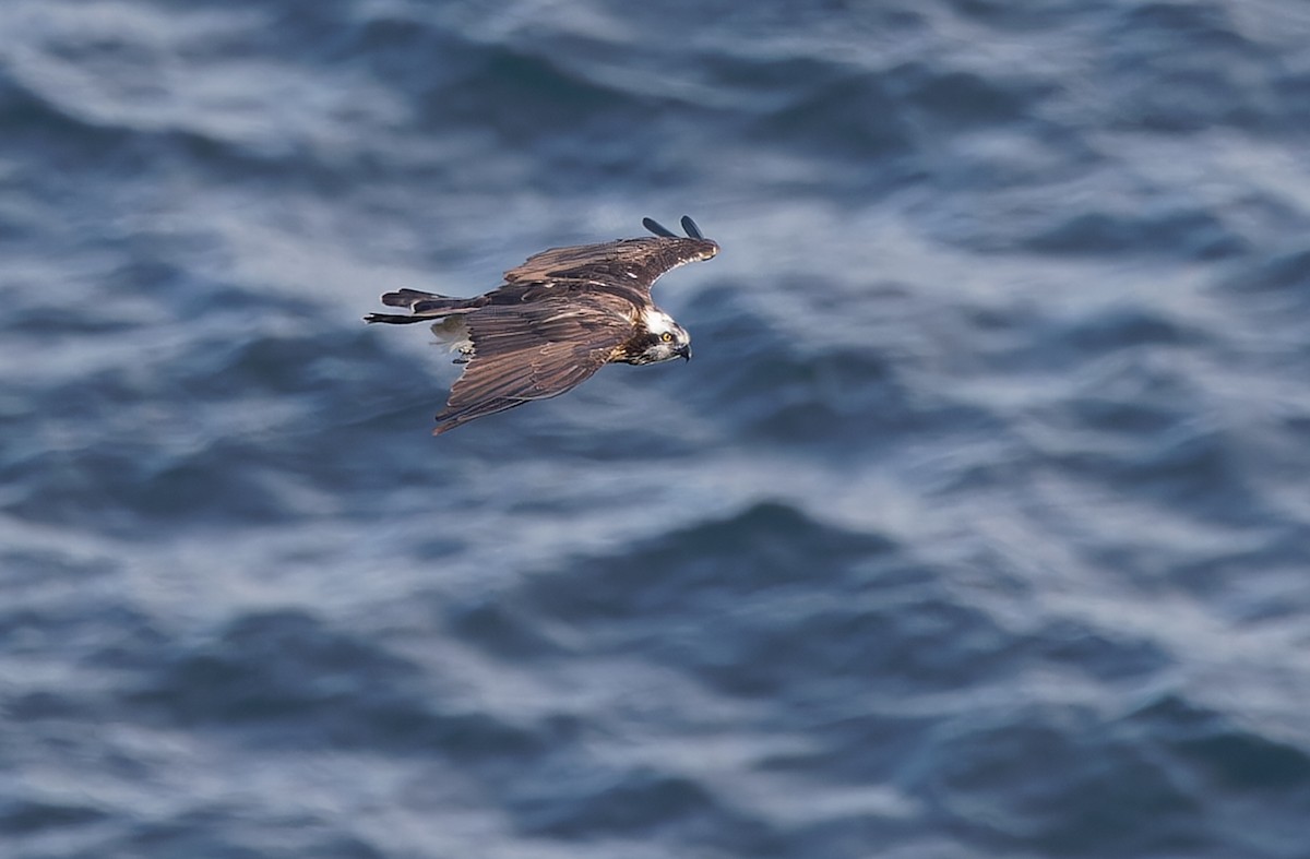 Osprey - Robert Hutchinson