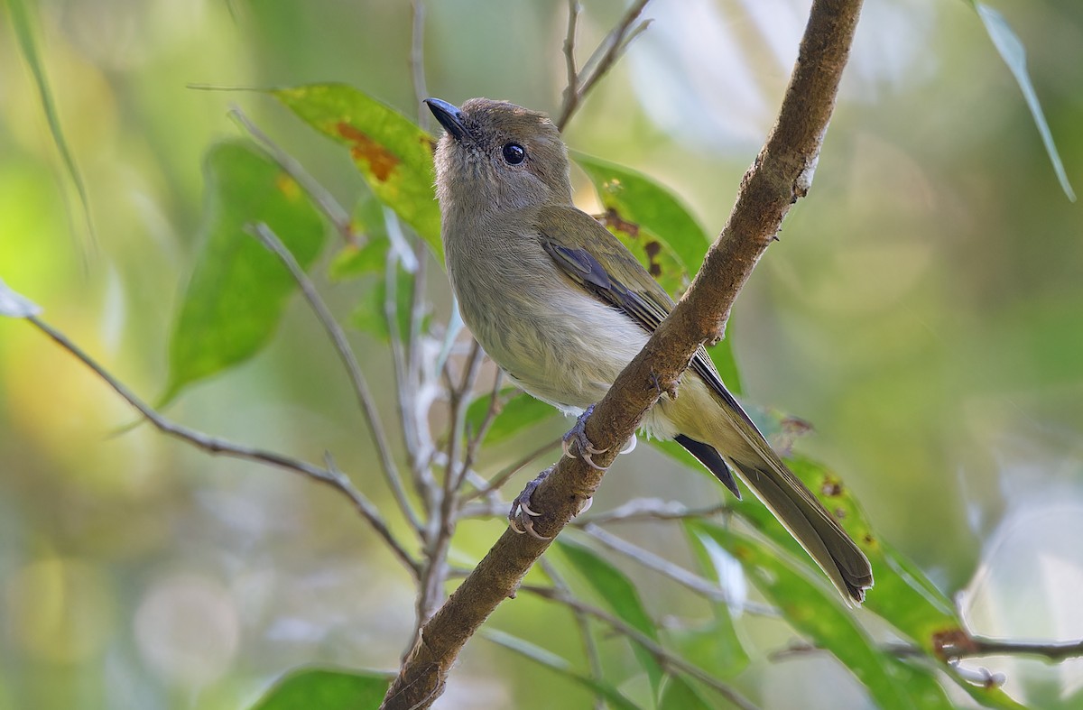 Green-backed Whistler - ML615287933