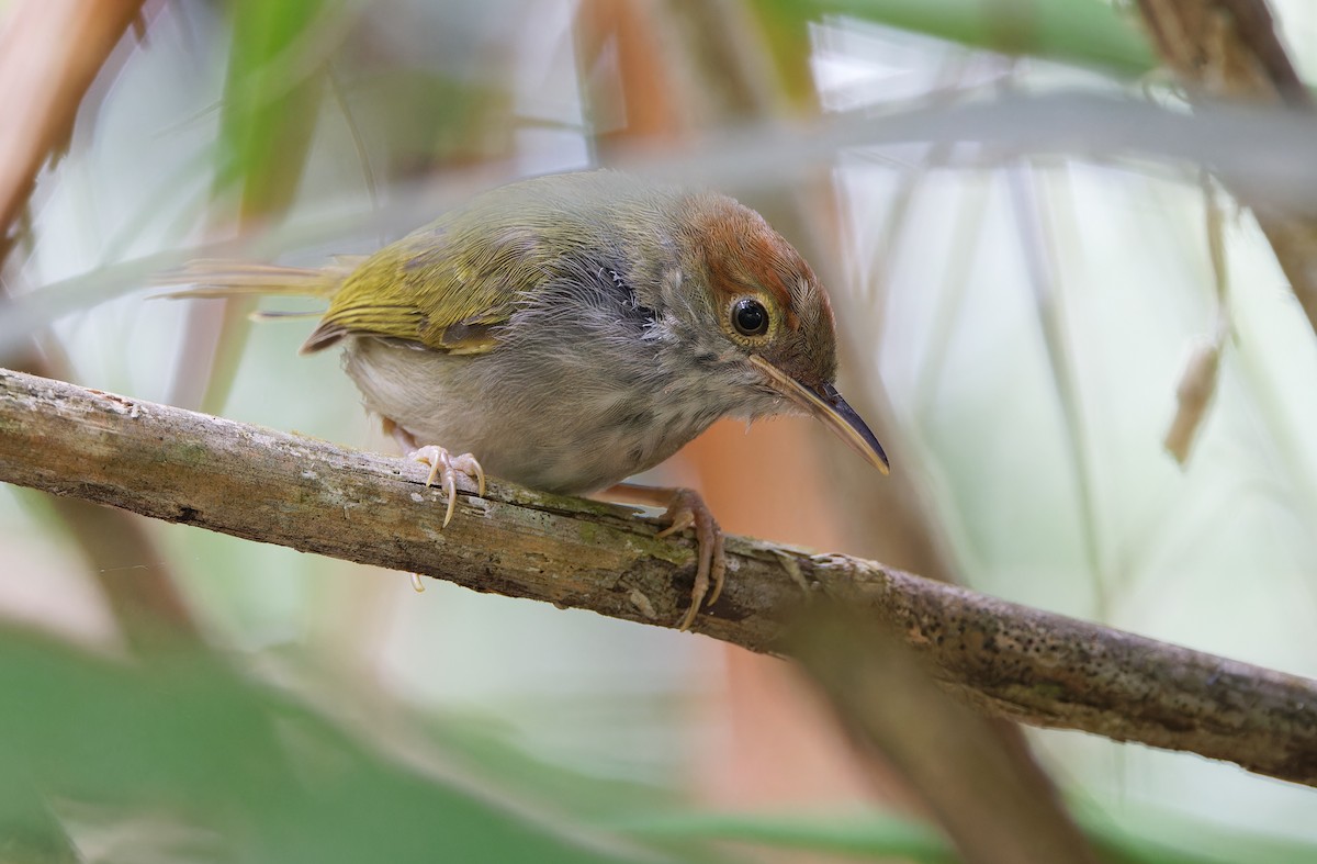 Green-backed Tailorbird - ML615287935