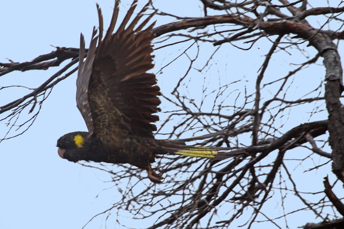 Yellow-tailed Black-Cockatoo - ML615287951