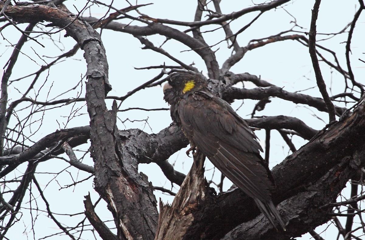 Yellow-tailed Black-Cockatoo - ML615287952