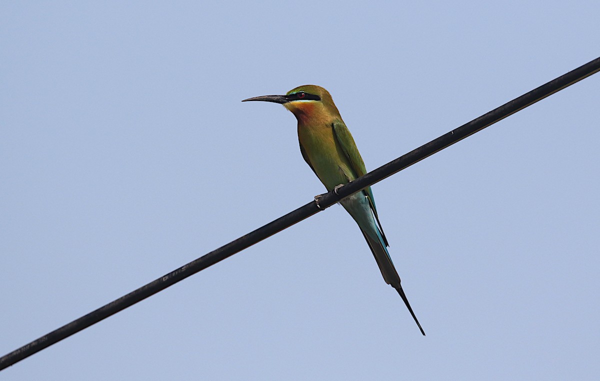 Blue-tailed Bee-eater - ML615287969
