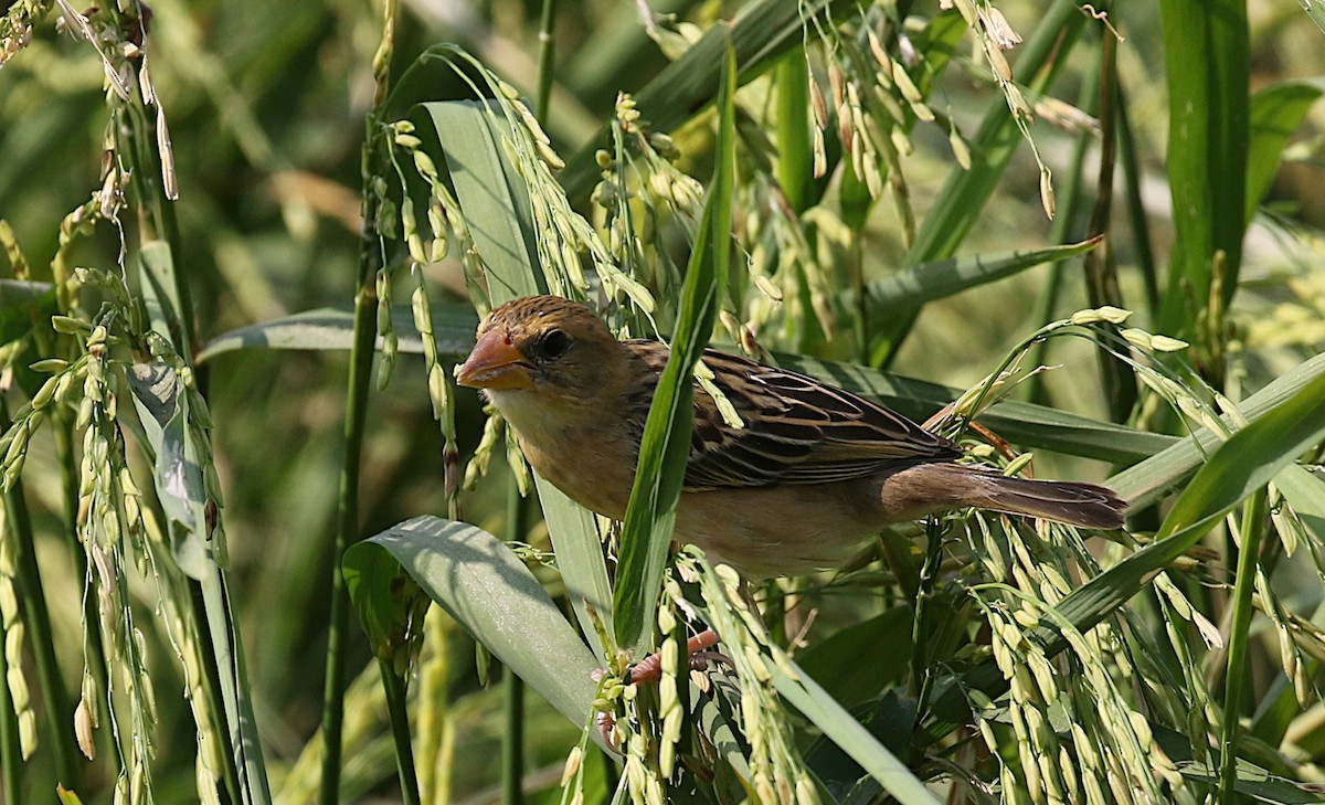 Baya Weaver - ML615287975