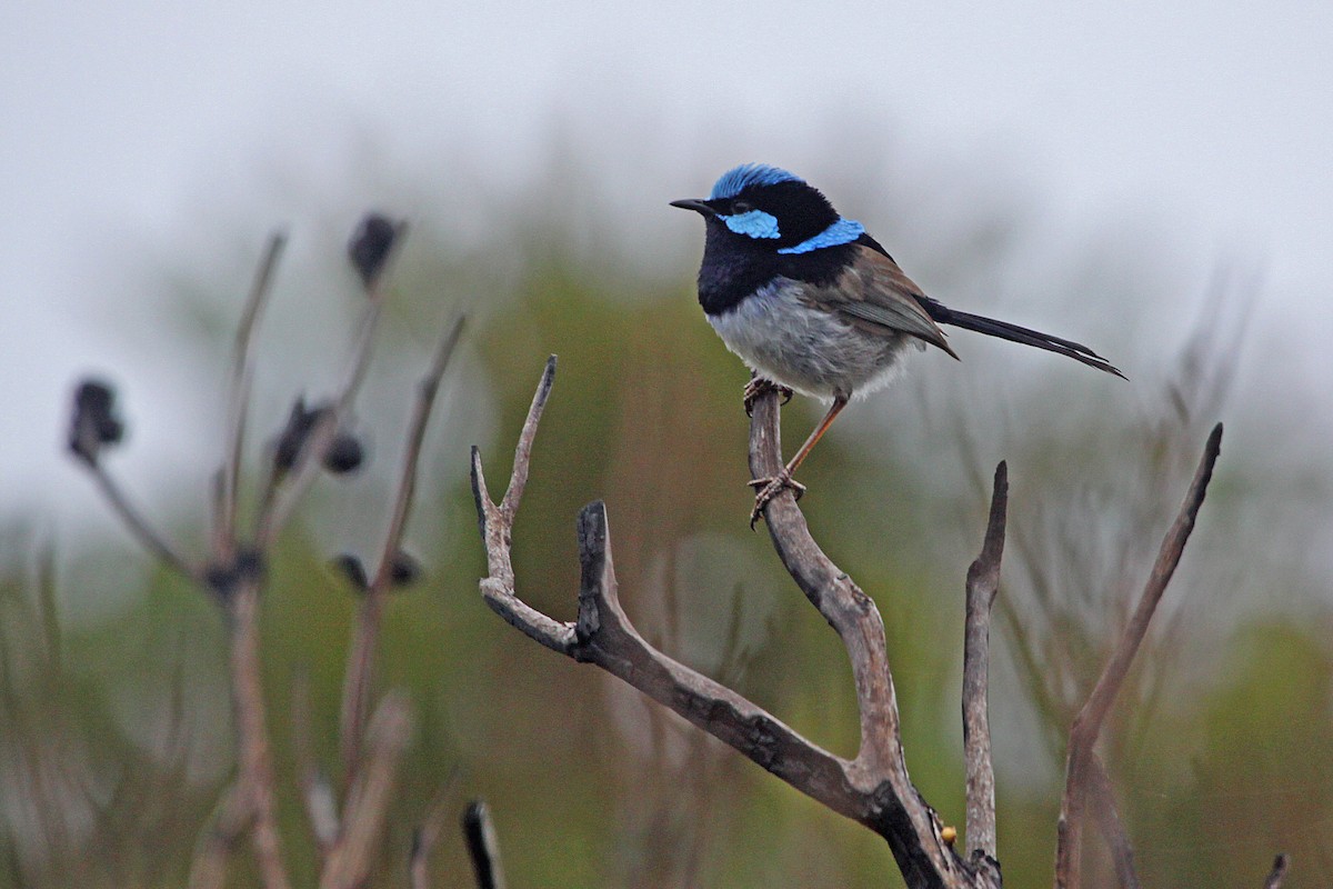 Superb Fairywren - Ricardo Santamaria